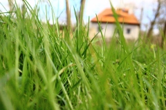 Frühjahrsimpressionen-2020-Gersdorf-18