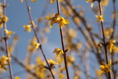 Frühjahrsimpressionen-2020-Gersdorf-36