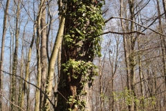 Frühjahrsimpressionen 2020 Gersdorf