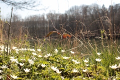 Frühjahrsimpressionen-2020-Gersdorf-43