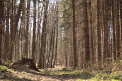 Frühjahrsimpressionen-2020-Gersdorf-52