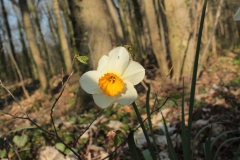 Frühjahrsimpressionen-2020-Gersdorf-56