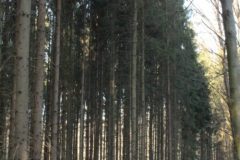 Frühjahrsimpressionen 2020 Gersdorf